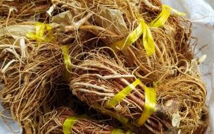 五指毛桃煲汤配什么 五指毛桃和什么煲汤最好